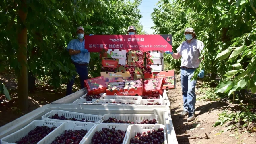 Cherries from Garces Fruit. Photo from JD.com Corporate Blog website.