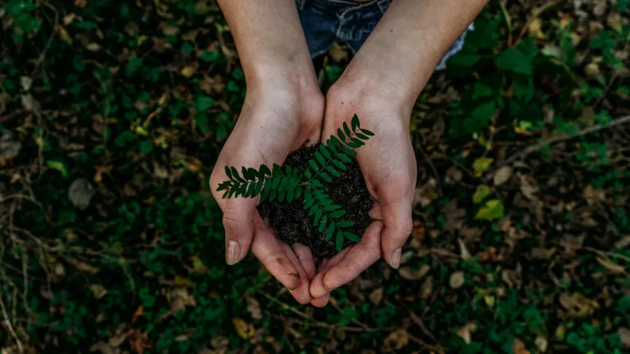 Photo by Noah Buscher via Unsplash.