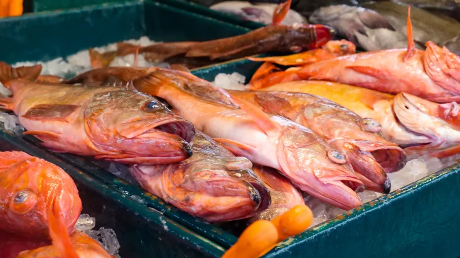 Photo by Kindel Media: https://www.pexels.com/photo/close-up-shot-of-raw-red-snapper-8351892/