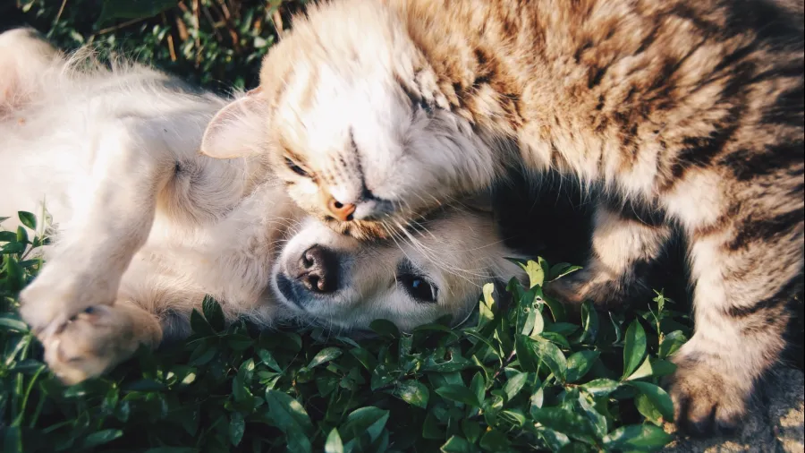/Krista Mangulsone from Unsplash