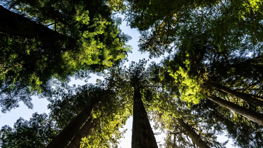 Photo by Eelco Böhtlingk on Unsplash