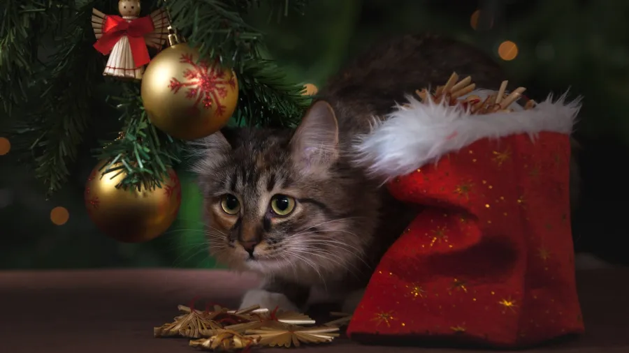 Photo by Pixabay: https://www.pexels.com/photo/adorable-animal-cat-celebration-236587/