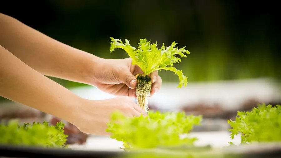 Image by sippakorn yamkasikorn from Pixabay