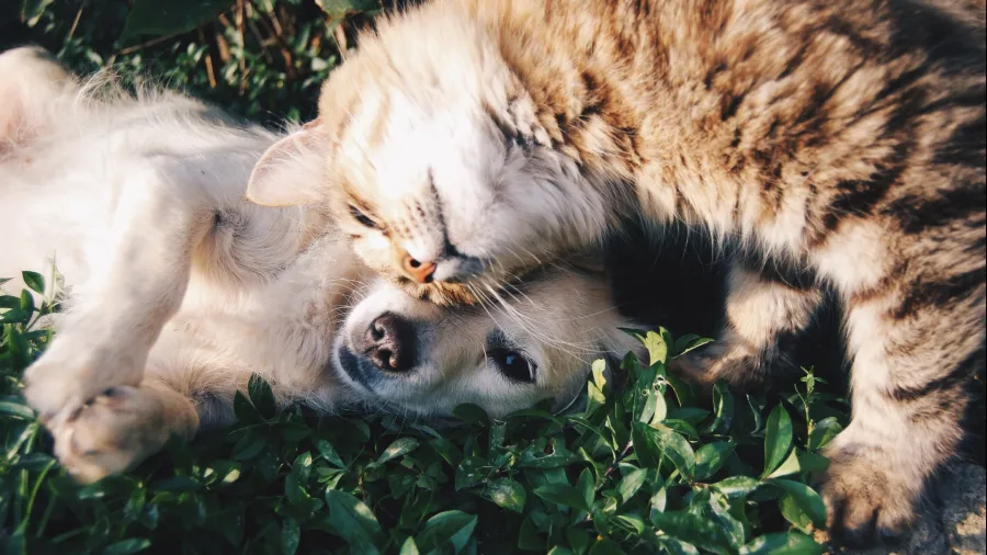 /Krista Mangulsone from Unsplash