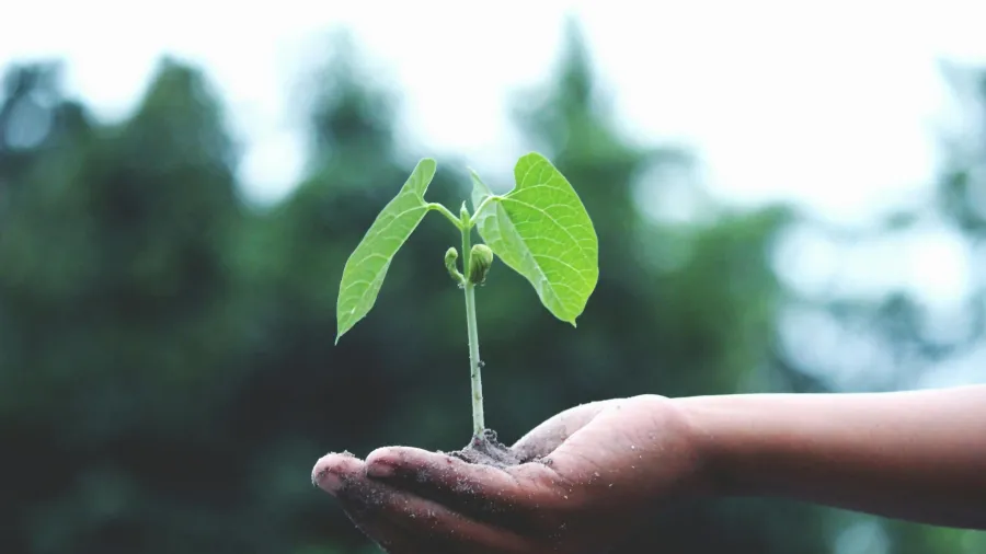 Photo by Akil Mazumder via Pexels.