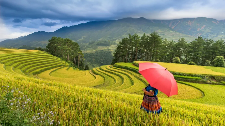 /Quang Nguyen Vinh from Pexels