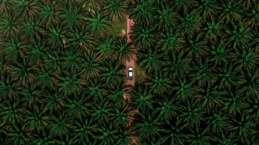 Photo by Nazarizal Mohammad via Unsplash.