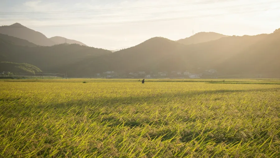 Photo by Jinomoto Media via Unsplash.
