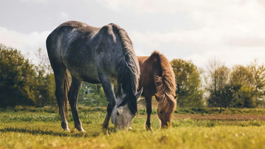 Photo by Tomasz Filipek via Pexels