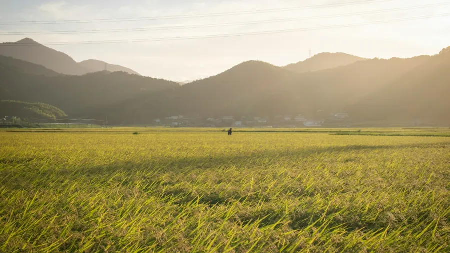 Photo by Jinomoto Media via Unsplash.