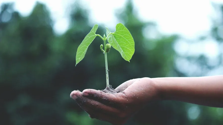 Photo by Akil Mazumder via Pexels
