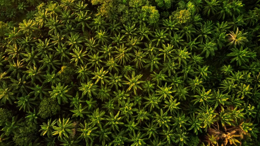 Photo by Ihsan Adityawarman via Pexels