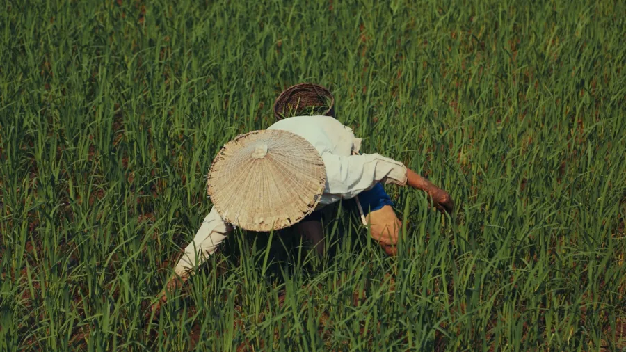 Photo by Minh Triet via Unsplash.