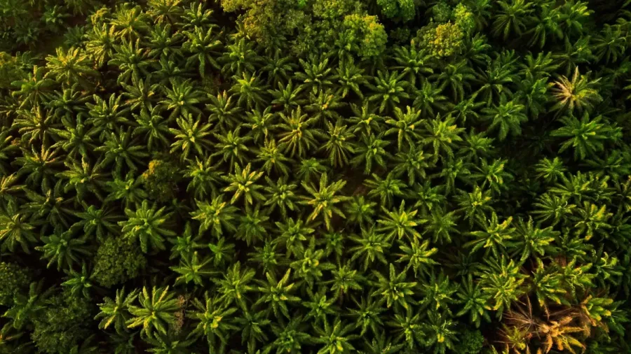 Photo by Ihsan Adityawarman via Pexels