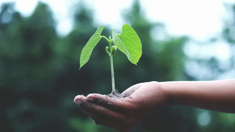 Photo by Akil Mazumder via Pexels