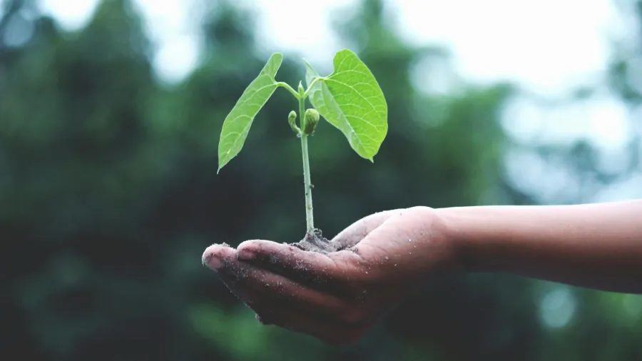 Photo by Akil Mazumder via Pexels