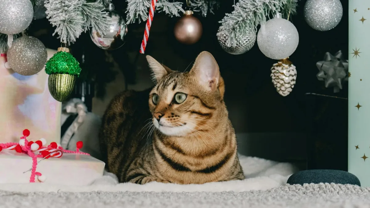 It’s the most wonderful time of the year