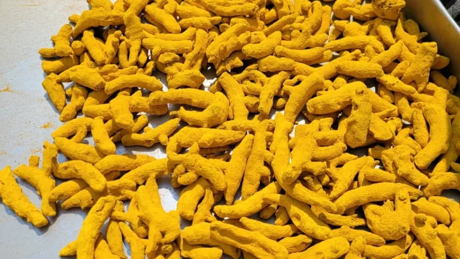 VH Global Export expands spice supply to global bulk buyers