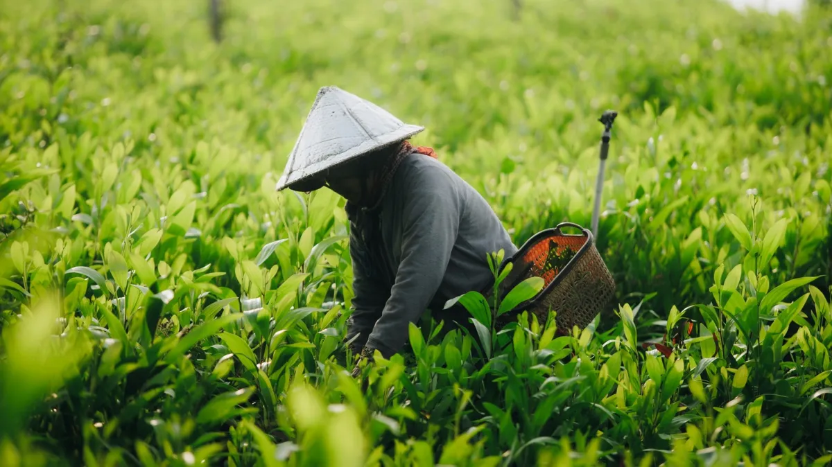SFA launches two farm plots for tender amidst lease framework overhaul