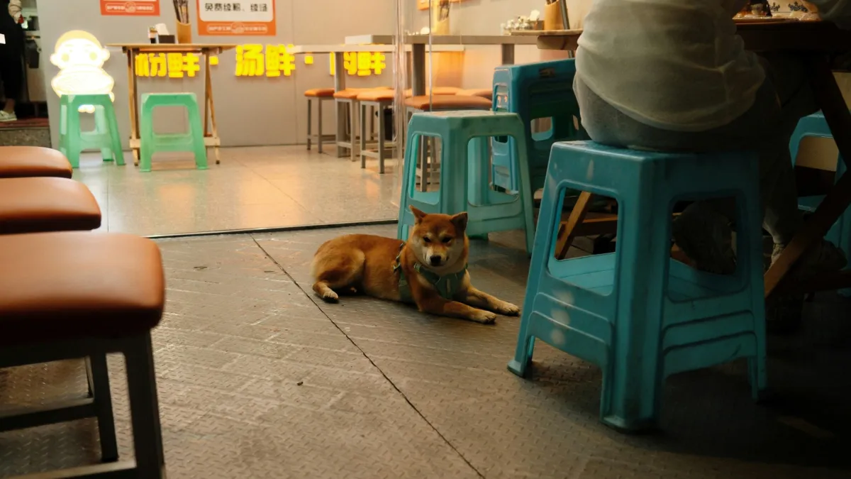Hong Kong approves 940 restaurants for dog-friendly dining