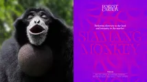 Bringing the forest to life: A symphony of nature in brand design