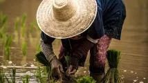 Willis triggers payouts for Vietnam coffee farmers