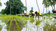 Lao PDR launches drought cover to pre-empt farm losses