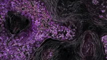 Rising regenerative medicine investment drives stem cell market growth
