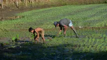 PCIC sets aside $2.99m for typhoon-hit Filipino farmers