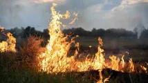 First Resources blames El Niño as fires reach Indonesian plantations