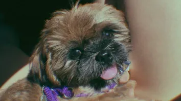 Pet accident-only insurance hits $1.5b in 2025