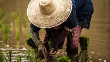 Sri Lanka crop cover expands as drought floods and elephants hit