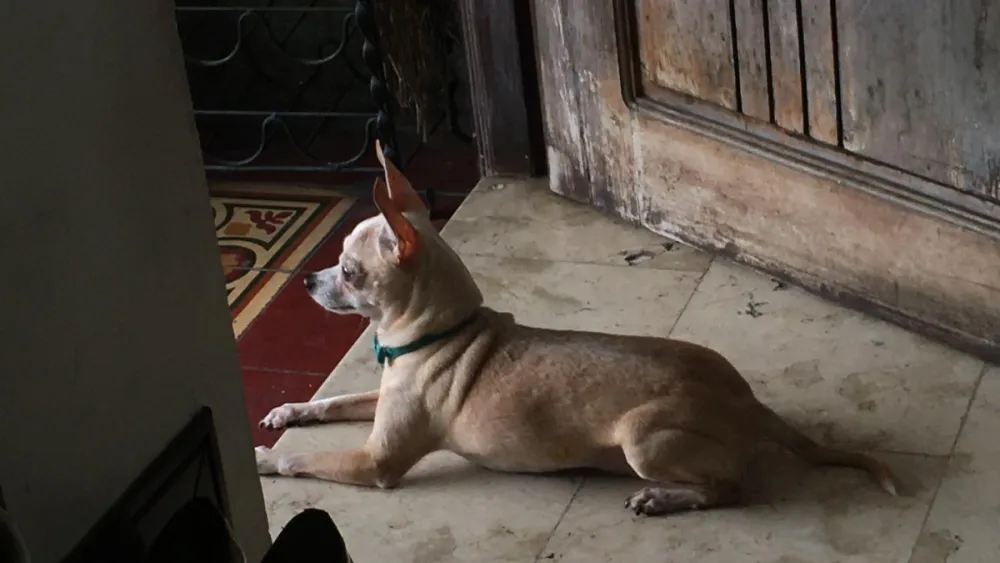 Pet insurance seen hitting $24b on 18% CAGR