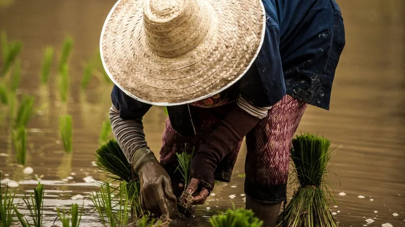 Willis triggers payouts for Vietnam coffee farmers