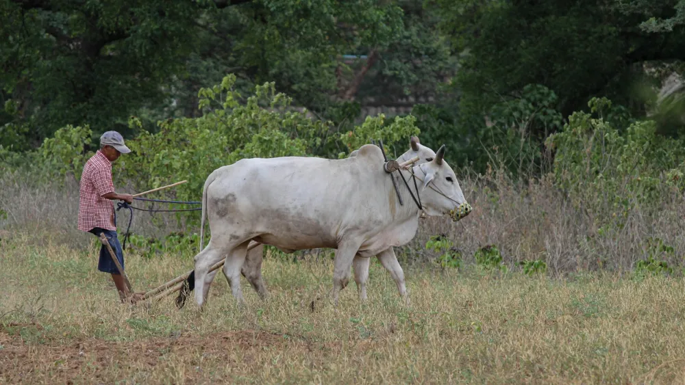 Number 8 Bio wins DFI challenge to scale methane-cutting feed tech 