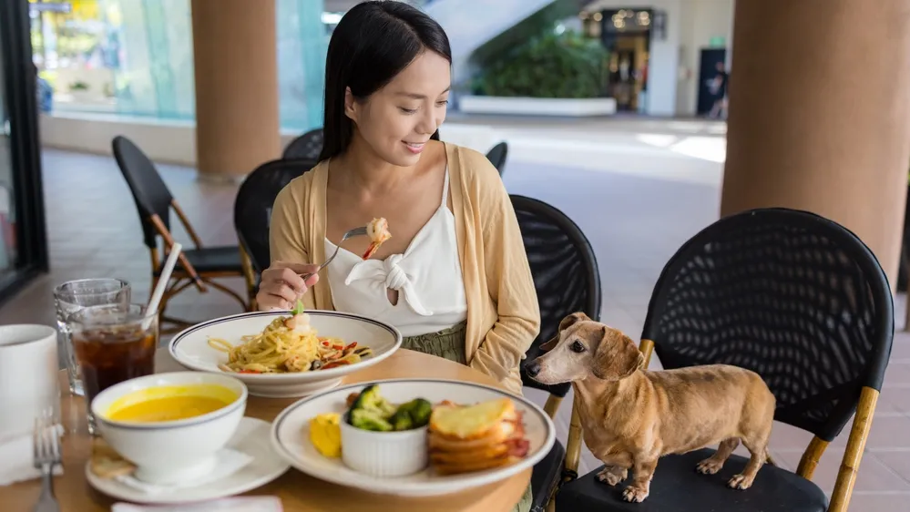 Pet-friendly dining may lift core Hong Kong mall traffic