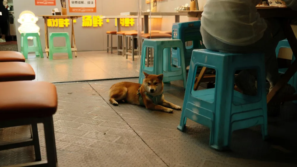 Hong Kong approves 940 restaurants for dog-friendly dining