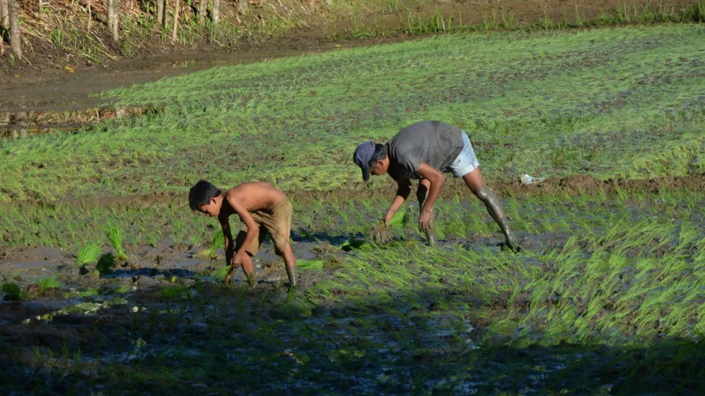 PCIC sets aside $2.99m for typhoon-hit Filipino farmers